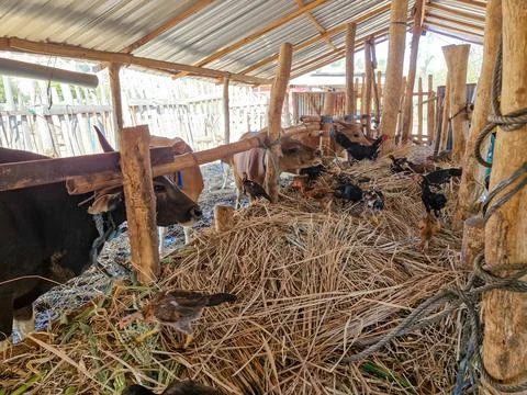 Hay piled high in the barn, ready for the cows to feast on under the sunny sk Stock Photos