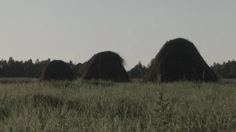 Hay piles in meadow Video stock 53795106