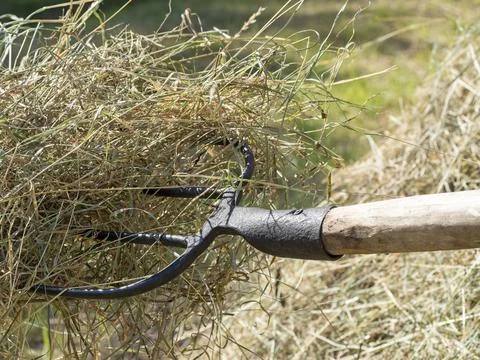 Hay on a pitchfork. A stack of freshly mown grass. Concept of rural life Stock Photos