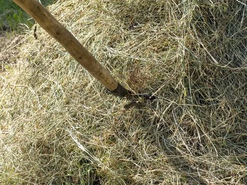 Hay on a pitchfork. A stack of freshly mown grass. Concept of rural life Stock Photos