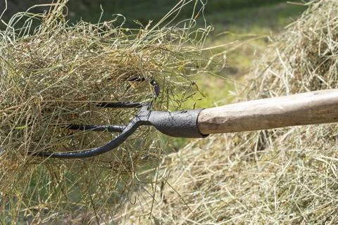 Hay on a pitchfork. A stack of freshly mown grass. Concept of rural life Stock Photos