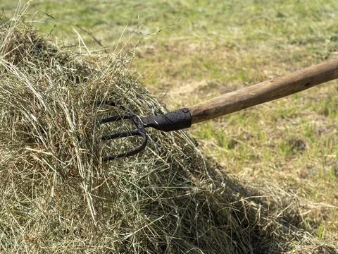 Hay on a pitchfork. A stack of freshly mown grass. Concept of rural life Stock Photos