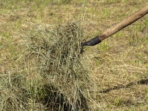 Hay on a pitchfork. A stack of freshly mown grass. Concept of rural life Stock Photos
