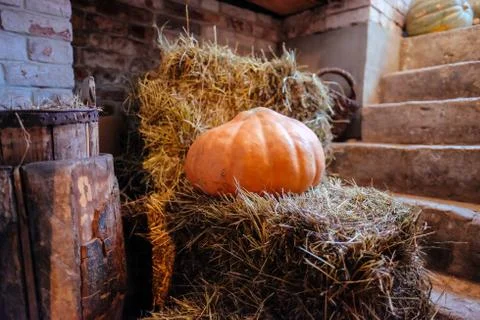 Hay pumpkin in the basement Foto stock