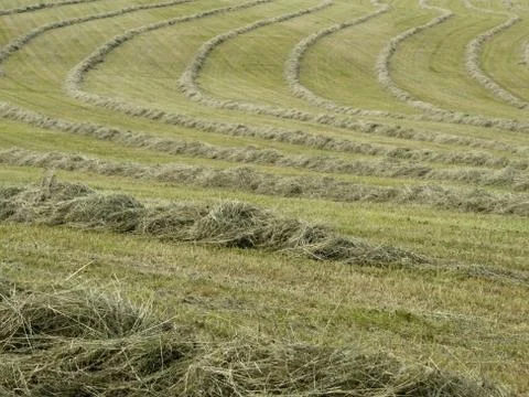 Hay raked into rows Stock Photos