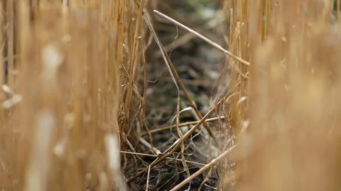 Hay raws and stracks on the field Stock Footage 78453356