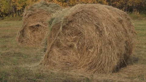 Hay rolls in the fall Stock Footage 80632755