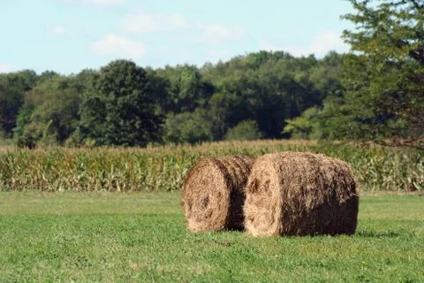 Hay rolls Stock Photos