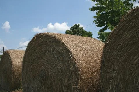Hay rolls Stock Photos
