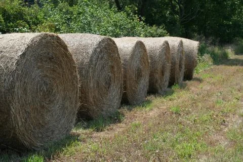 Hay rolls Stock Photos