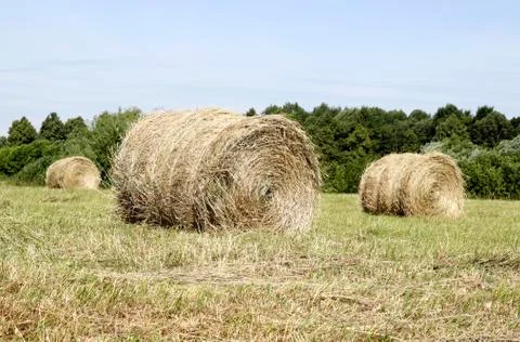 Hay rolls Stock Photos