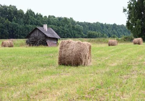 Hay rolls Stock Photos