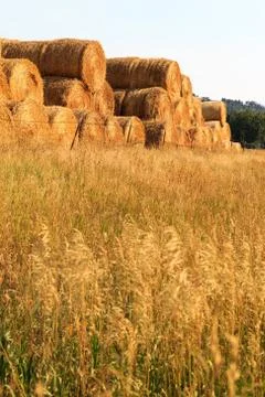 Hay rolls Stock Photos