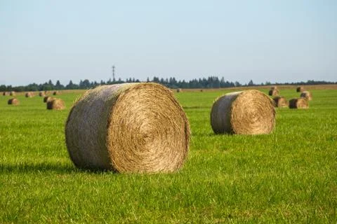 Hay rolls Stock Photos