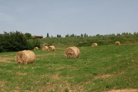 Hay rolls Stock Photos