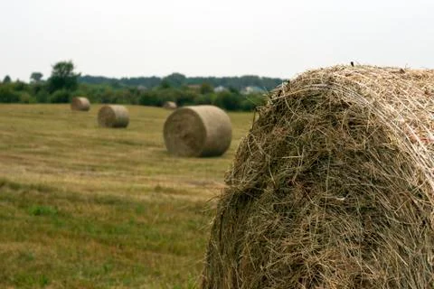 Hay rolls Stock Photos