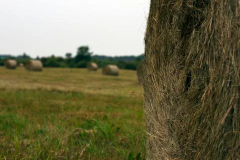 Hay rolls Stock Photos