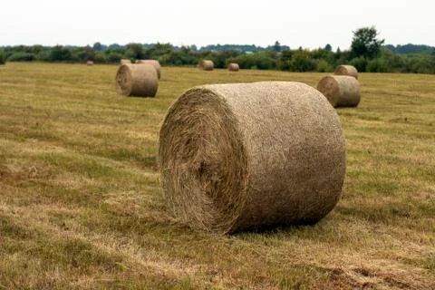 Hay rolls Stock Photos