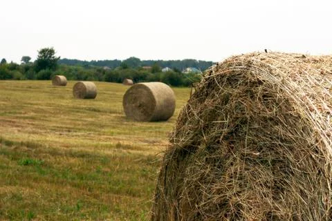 Hay rolls Stock Photos