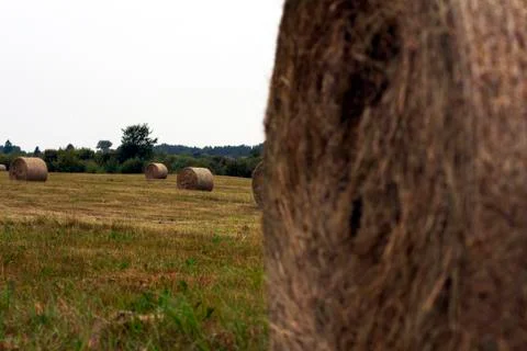 Hay rolls Stock Photos