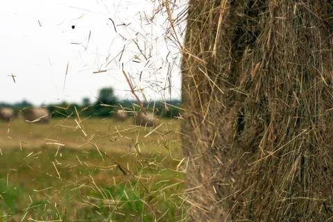 Hay rolls Stock Photos