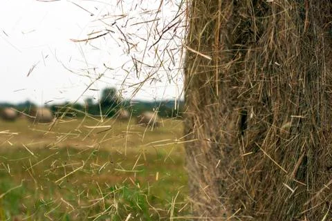 Hay rolls Stock Photos
