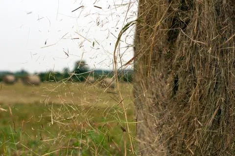 Hay rolls Stockfoto's