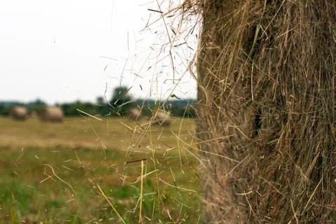 Hay rolls Stock Photos