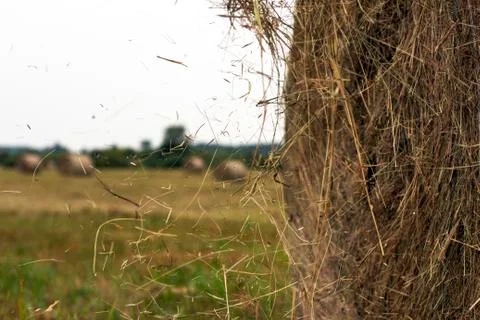 Hay rolls Stock Photos