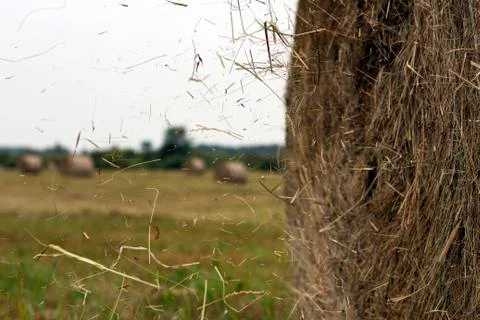 Hay rolls Stock Photos
