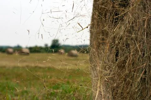 Hay rolls Stock Photos
