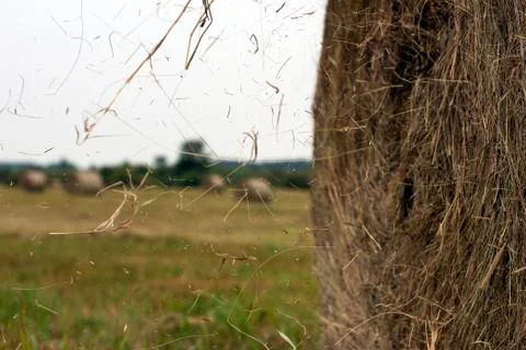 Hay rolls Stock Photos