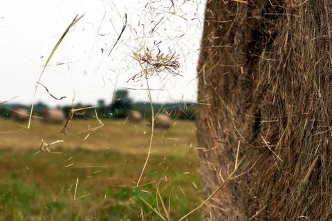 Hay rolls Stock Photos
