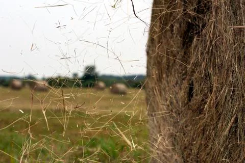 Hay rolls Stock Photos
