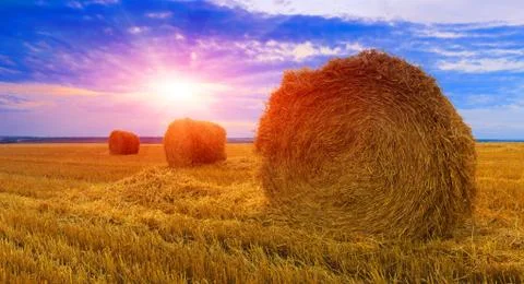 Hay rolls on sunset background Stock Photos
