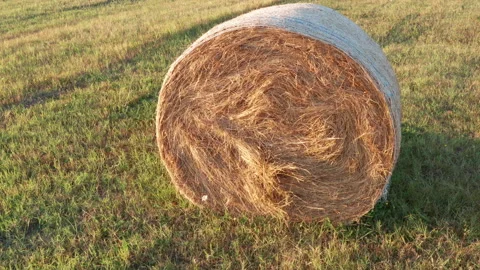 Hay - round bale or roll - on the field in late summer or autumn Stock Footage 213319287