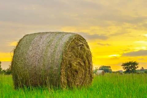 Hay round bale Stock Photos