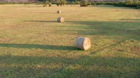 Hay - round bales or rolls - on the field in late summer or autumn Stock Footage 212867689