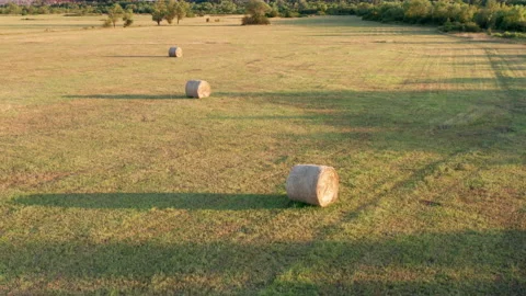 Hay - round bales or rolls - on the field in late summer or autumn Stock Footage 212879129