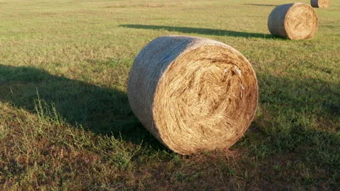 Hay - round bales or rolls - on the field in late summer or autumn Stock Footage 213412883