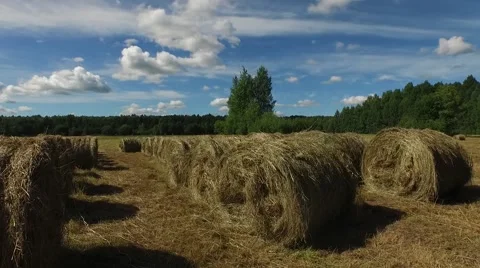 Hay сено field поле 動画素材 53283559