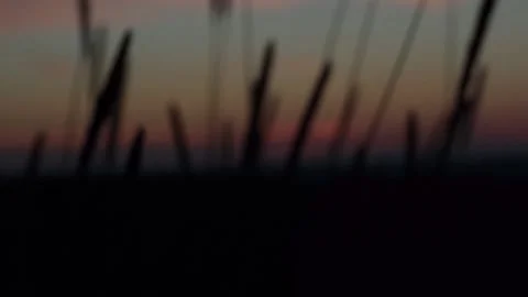 Hay Silhuettes At Sunset Stock Footage 160166315