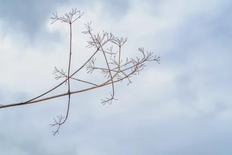 Hay in the sky on a cloudy day. Stock Photos