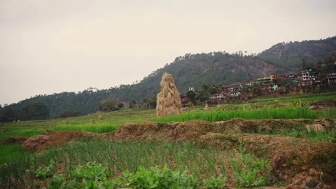 Hay stack among terraced vegetable gardens near colorful hillside village Stock Footage 342135567