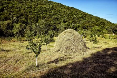 Hay stack on a field nearby a plum trees orchard - Image . Close-up of a sing Stock Photos