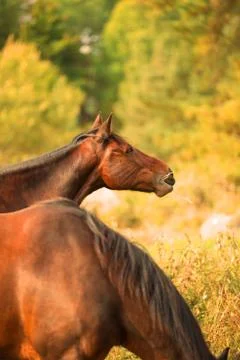 Hay stack snack Stock-Fotos