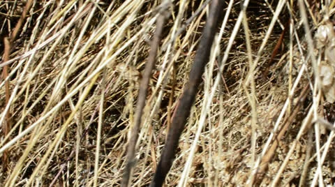 Hay stack track left 스톡 동영상 24849184