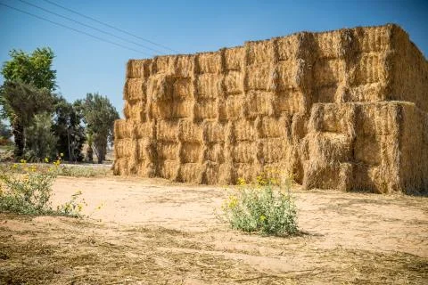 Hay Stack Wall. Straw bales. Stock Photos