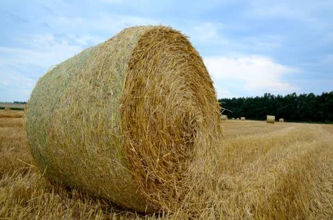 Hay stacks on the field Stock Photos