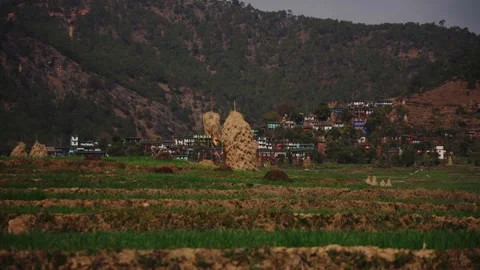 Hay stacks in terraced fields near forested hillside village at dusk Nepal Stock Footage 342135549